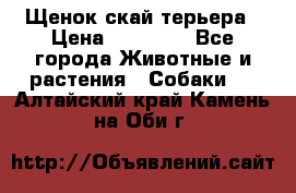 Щенок скай терьера › Цена ­ 20 000 - Все города Животные и растения » Собаки   . Алтайский край,Камень-на-Оби г.